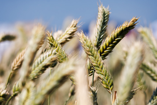 ООН предрекает России падение урожая пшеницы