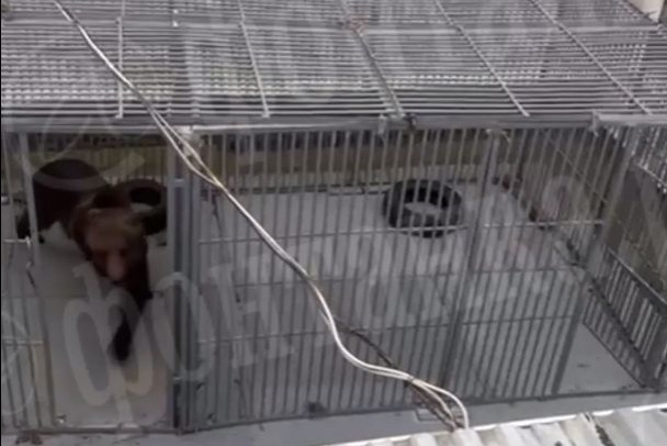 Видео: Один агрессивный, второй в клетке. Подробности нападения медведя на женщину в Парголово