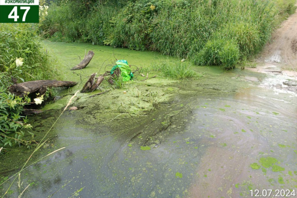 Река Черная под Кировском стала зеленой из-за водорослей