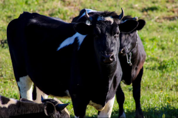 Сто коров сорвались со склонов в Дагестане, сорок — эвакуированы из вспыхнувшего коровника на Кубани