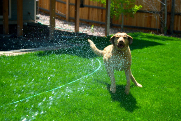 Они не люди: короткая стрижка и обливание водой могут навредить собаке летом