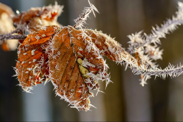 Перед Новым годом Петербургу грозит наводнение и аномальное тепло. В январе наконец-то пойдет снег  в Ленобласти тоже