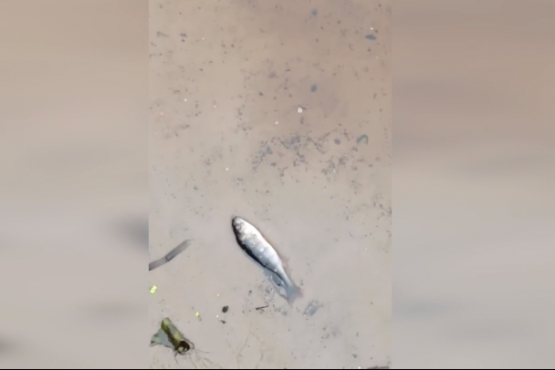 Мертвую рыбу заметили в реке под Лугой