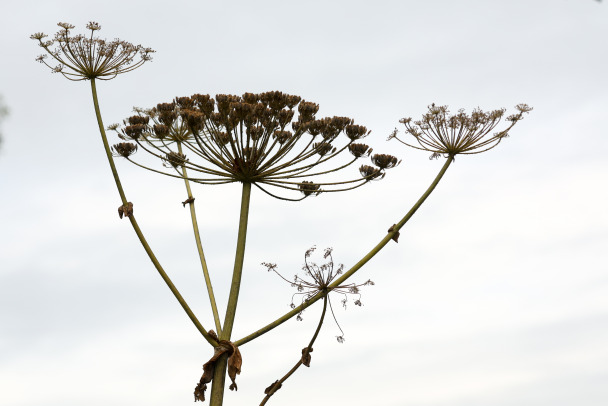 Власти обязали владельцев участков бороться с борщевиком
