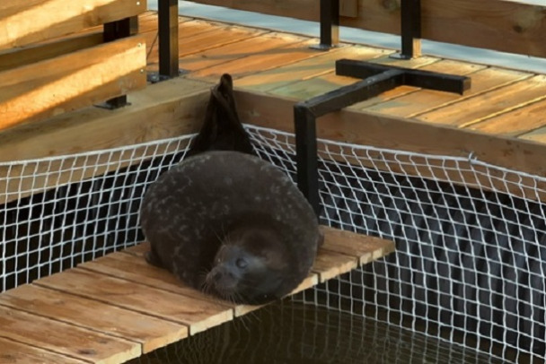 Нерпу Крошика временно переселили в вольер на Ладоге. Там решится его судьба