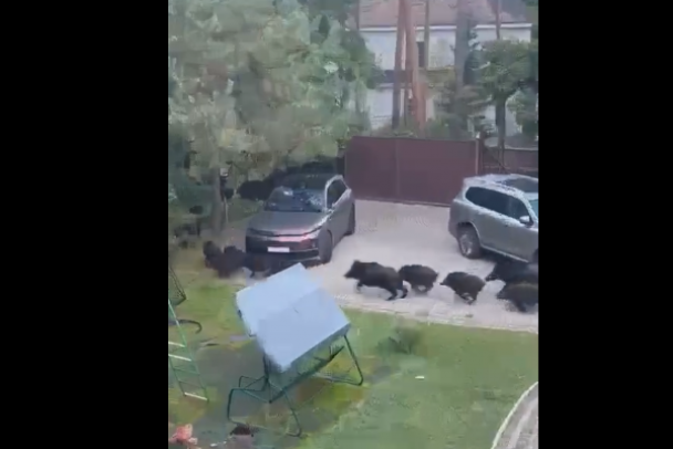 Хамон бежит! Черные свиньи бродили по улицам под Всеволожском, а целое стадо носилось в Сестрорецке - видео