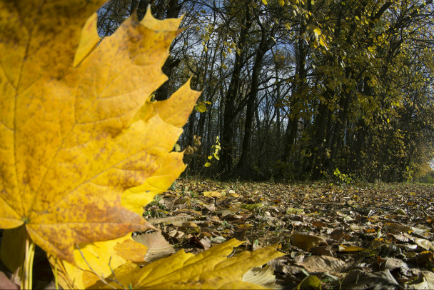 Сегодня в Ленобласти до плюс 9. И дальше тоже без минуса