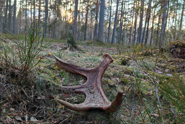 Лоси в Ленобласти начали терять рога они им больше не нужны