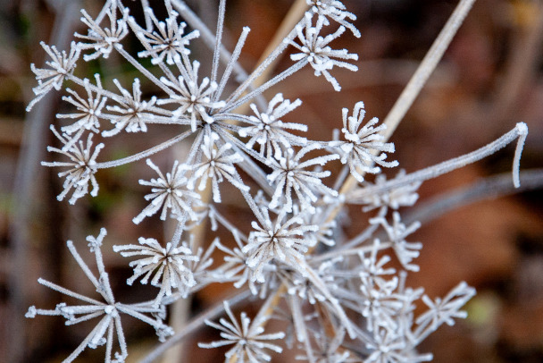 В Ленобласти утром температура уже ниже нуля