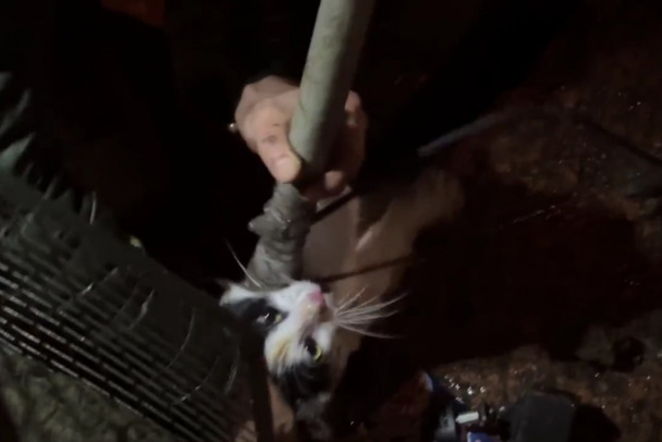 В Петербурге спасли кота, застрявшего на набережной канала Грибоедова