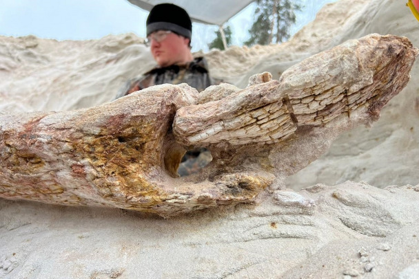 Пень-прародитель, который нашли под Лугой, может разрешить 150-летние споры о гигантских грибах