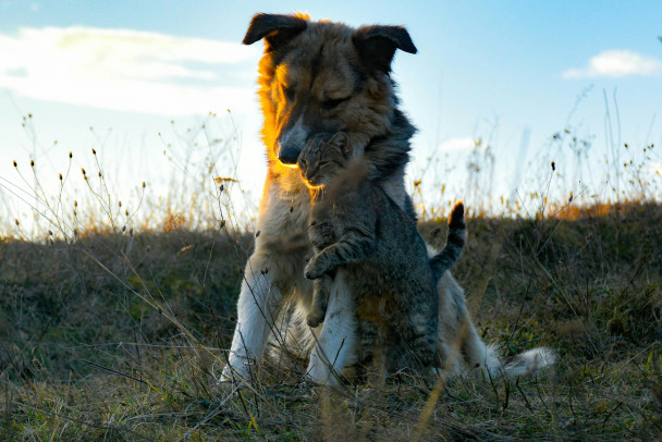 Опрос показал: россияне чаще всего называют кошек Муся, Симба, Буся