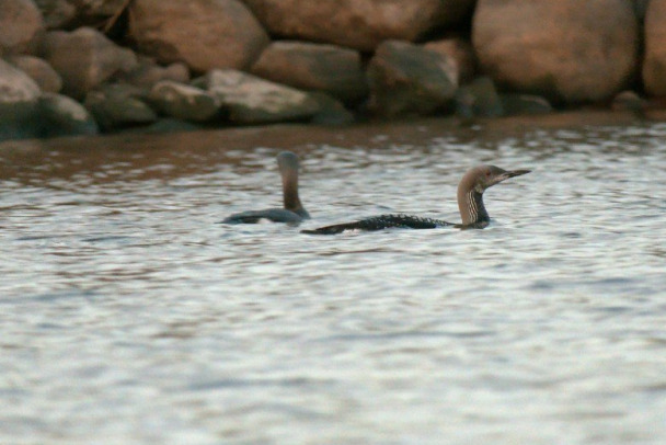 Необычных для Ленобласти гагар заметили на Ладожском озере. Птицы прилетели за рыбой