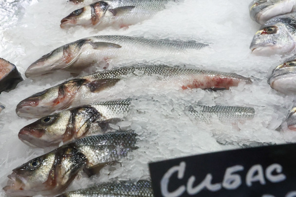 Фермеры под Гатчиной начали выращивать морских волков