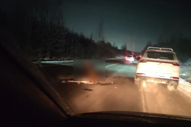 Молодой лось попал под колеса машины на дороге в Юнтолово. У него серьезные травмы