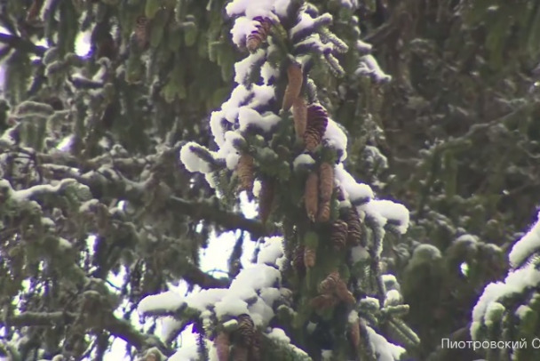 В Ленобласти выбрали ель-красавицу для Дворцовой площади Петербурга. Доставят скоро