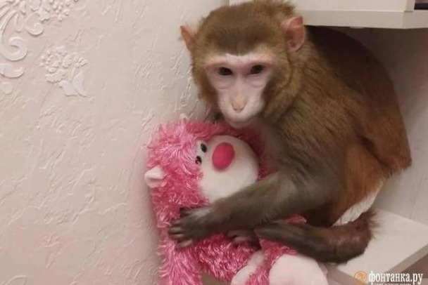 В Петербурге владельцу вернули обезьяну. Она успела побывать и на передержке, и в спеццентре