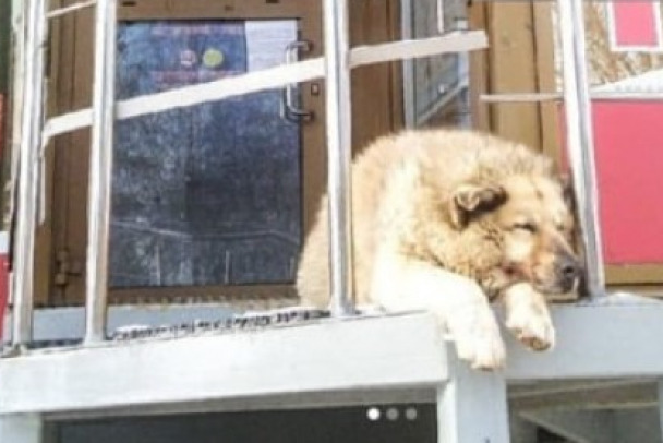 Самый известный пёс Ленобласти ушёл из жизни. Просто лёг и уснул