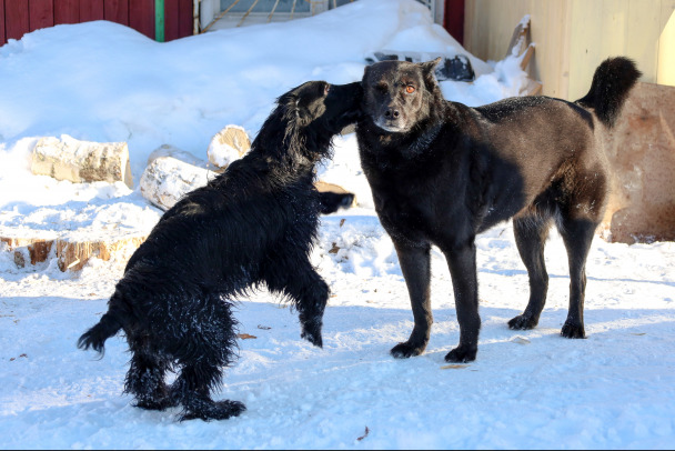 В Ленобласти собирают новогодние презенты для кошек и собак из приютов