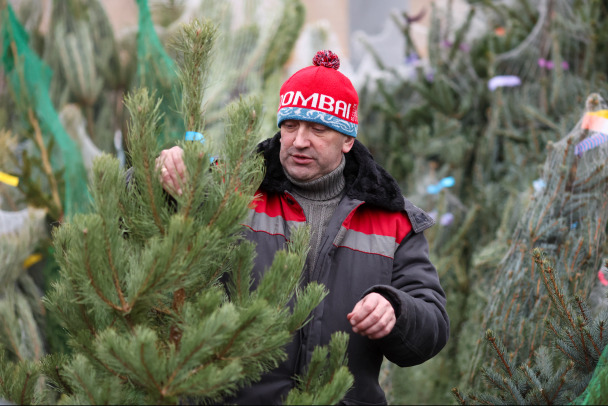 Елки-иголки! В России новогодние деревья дорожают, а Ленобласть предлагает бесплатные