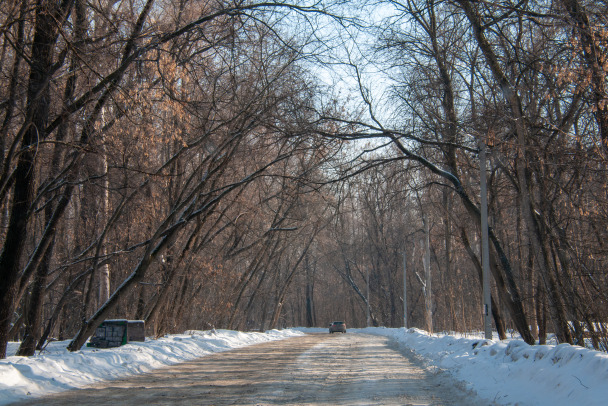 Облачно и до плюс 5. Декабрь в Ленобласти пока без новогоднего настроения