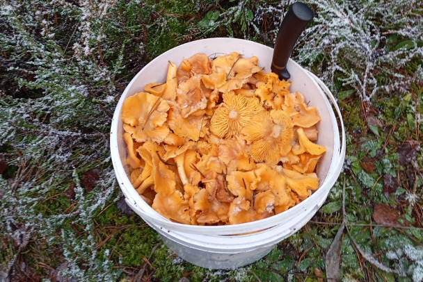 В Ленобласти грибников из леса не выгнать и в декабре. Добирают спорные лисички