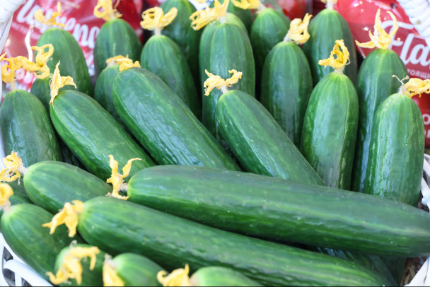 В Калитино откроют безотходное производство по переработке овощей