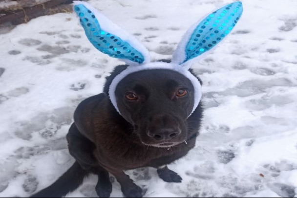 Какие новогодние хиты вызовут у вашей собаки беспокойство и ярость