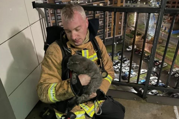 Вислоухий шотландец угорел. Из горящей квартиры в Мурино спасли кота