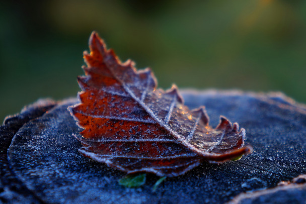 Ленобласть испытает арктическое вторжение