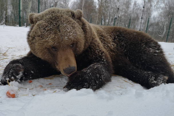 Не только медведи бодры. Теплая погода может отложить спячку диких зверей