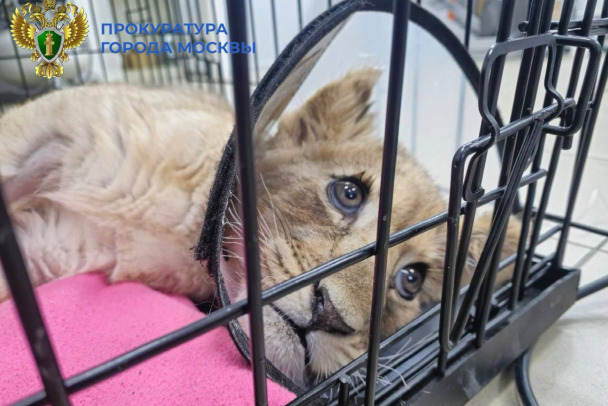 Историю львенка из Москва-Сити изучают как жестокое обращение с животным
