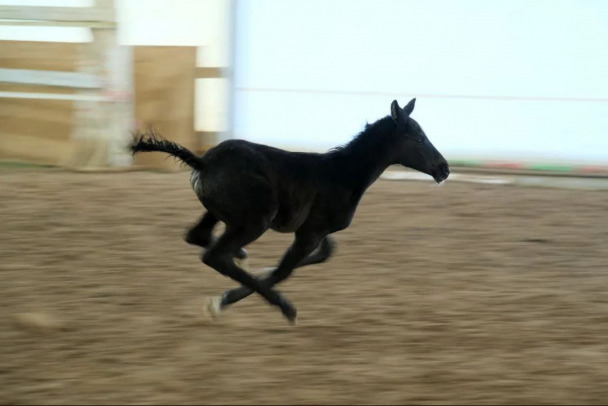 В и П обязательны. B хозяйстве Маланичевых - прибавление, но лошадке нужно имя