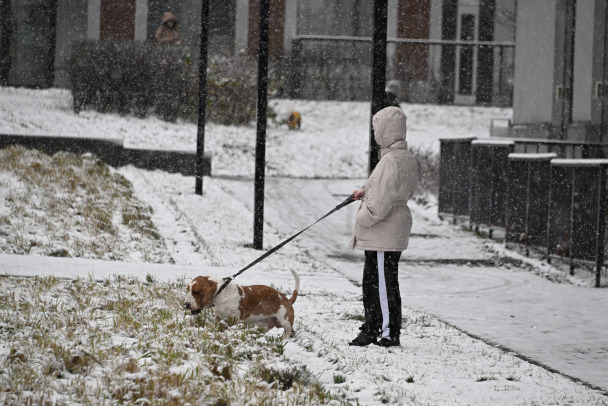 Пенсионерка в Петербурге оказалась избита под Рождество из-за собак на детской площадке