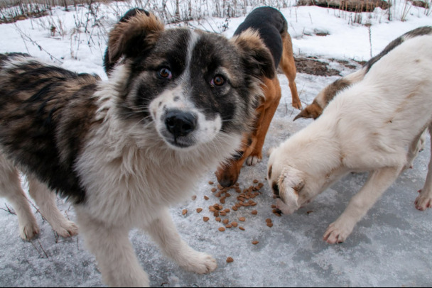 Убить собаку по-разному. Разрешено ли ликвидировать дворняг
