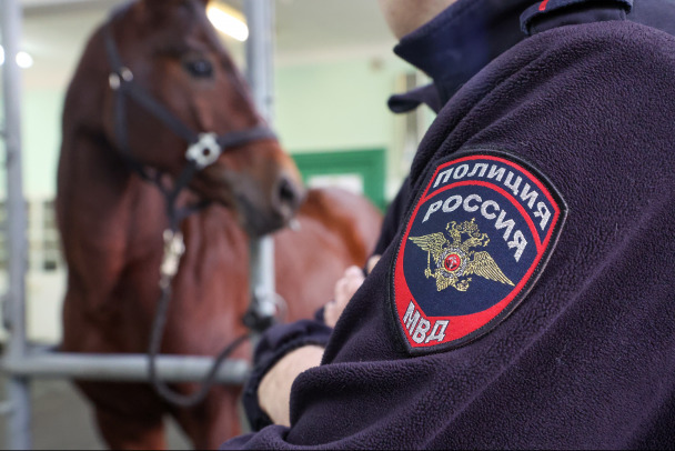 Возбуждено дело после того, как лошадь лягнула девочку в Ломоносовском районе