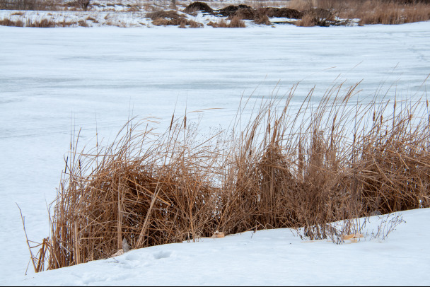 Аукцион выиграли, деньги не заплатили. Работы на Ладожском озере и Ганнибаловке признали нелегальными