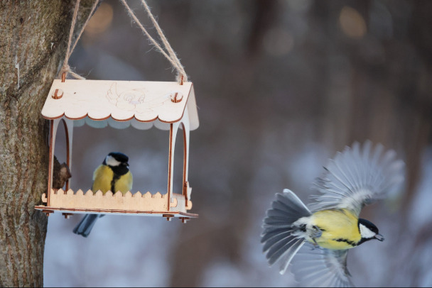 Хлеб, пшено, сало Чем на самом деле можно и нельзя кормить птиц зимой
