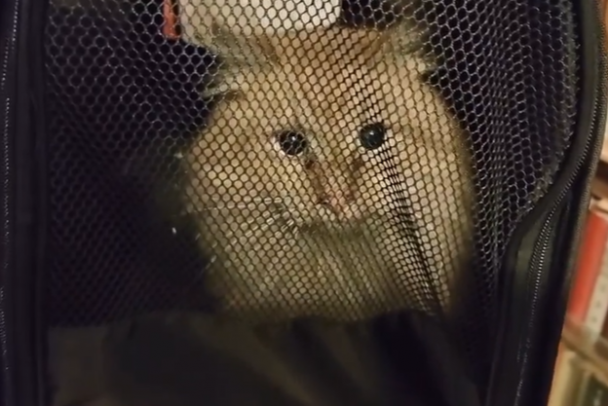 В центре Петербурга удалось спасти кота из дымохода дома XIX века