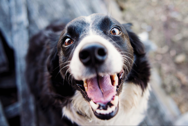 В Ленобласти зарегистрировали почти 90 тысяч собак