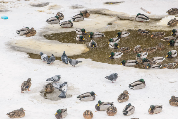 Ветер с моря дул. В Ленобласти ждут сильных скачков температуры