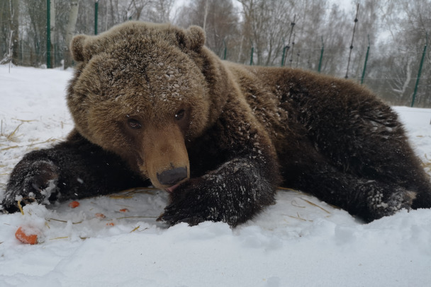 У деревни под Тихвином охотники разбудили медведя-шатуна
