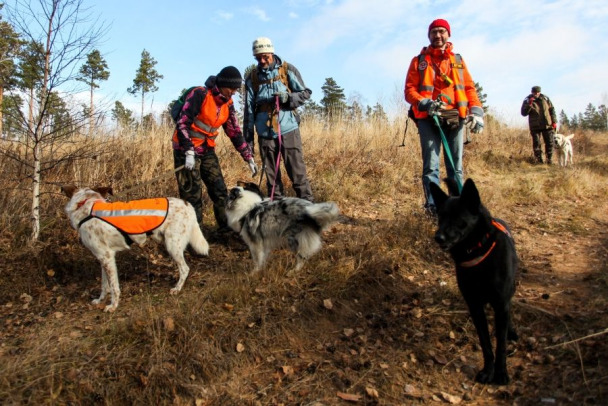 Ленобласть подпишет соглашение с Лиза Алерт. О взаимодействии и теплых штабах уже договорились