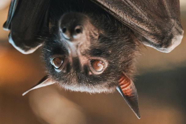 Мужики, страшно! В Колтушах летучая мышь проинспектировала ремонт в многоэтажке