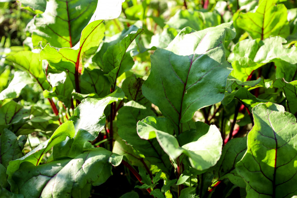 Полезно, но не всем. Врач назвала продукт, который лучше избегать при проблемах с давлением