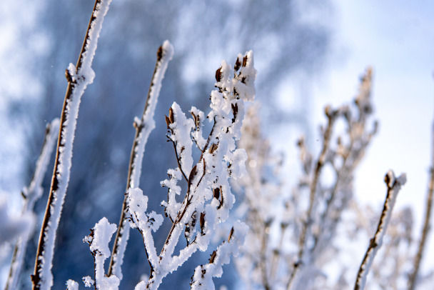 Жителей Ленобласти предупредили о морозе до -28 градусов