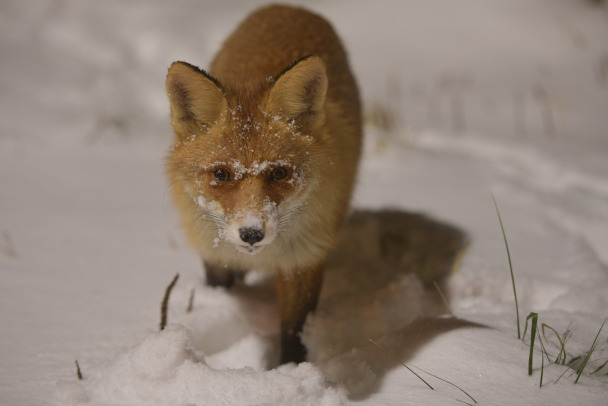 В Петербурге заметили лисиц. Почему они выходят и что делать при встрече, рассказали специалисты