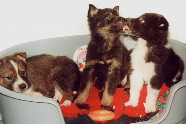 Выпил четыре литра пива, а щенки описали диван. Житель Выборга рассказал, как превратился в хулигана