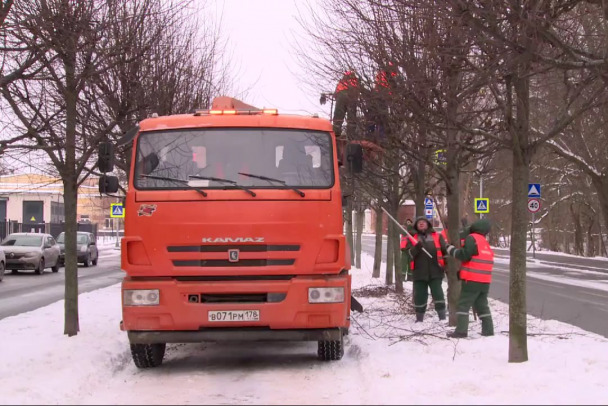 В Петербурге обрежут более 50 тысяч деревьев  жителям объяснили, зачем