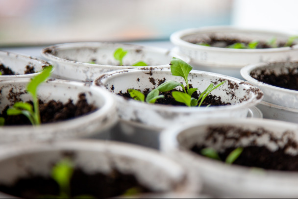 Садовод рассказала, как узнать, прорастут ли старые семена